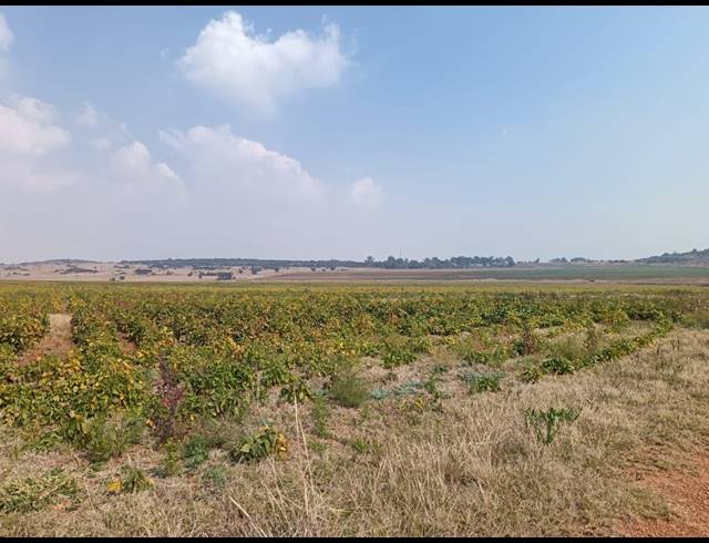 506.20HA FARM FOR SALE IN BLESBOKLAAGTE